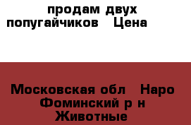продам двух попугайчиков › Цена ­ 3 000 - Московская обл., Наро-Фоминский р-н Животные и растения » Птицы   